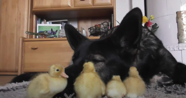 German Shepherd Wakes To See Day-Old Ducklings In His Face