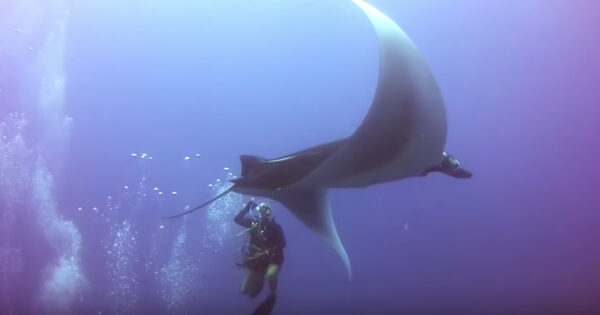 Giant Manta Ray Swims To Divers To Ask For Help