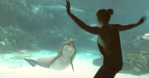 Girl Gets In A Dance-Off With A Dolphin, Has It Cracking Up