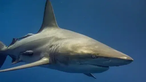 Shark, South Africa, Africa, Ocean, Fish