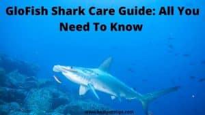 GloFish Shark Care Guide: All You Need To Know