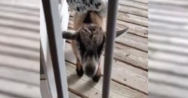 Goat Brings Friend To The House As A Bribe To Be Let Inside