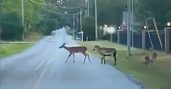 Goat Tries Casually Blending In With Deer Family