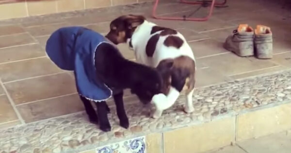 Goat’s Introduced To The Dog In An Effort To Socialize The Abandoned Herd Animal