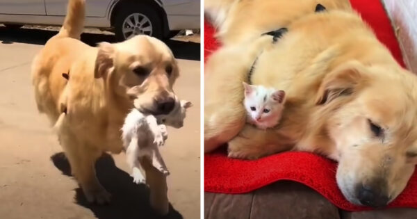 Golden Retriever Carries Stray Kitten Home To Keep As Her Own