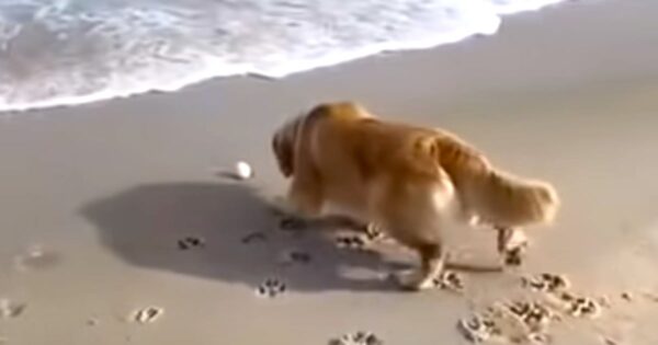 Golden Retriever Deliberates Over Fetching Ball As The Waves Come Crashing In