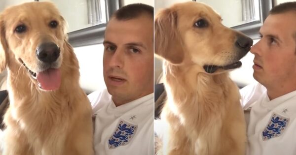 Golden Retriever Just Heard The News That He’s Getting A Baby Brother