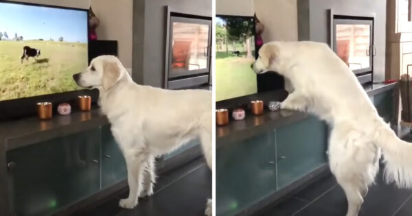 Golden Retriever Just Wants To Play With The Dog She Sees On TV