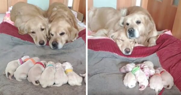 Golden Retriever Parents Watch Over Their Newborn Pups