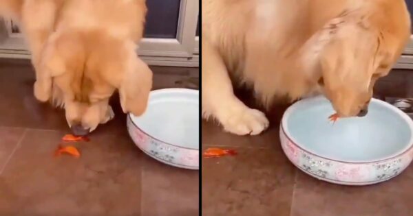 Golden Retriever Pup Gently Lifts Stranded Goldfish Back Into Their Water Bowl