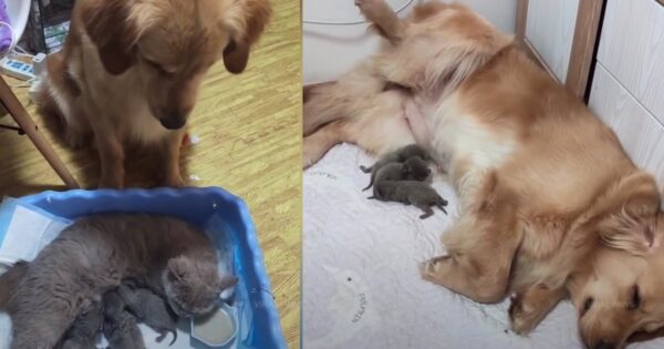 Golden Retriever Sees Cat Nursing Her Kittens, Mimics Being A Mama