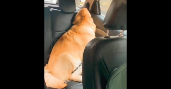 Golden Sulks And Pouts In The Backseat After Not Getting A Pupcup