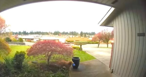 Goldendoodle Puppy In-Training Brings A Stinky Gift Back Inside To Mom