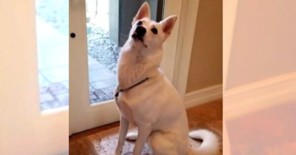 Good Boy Barks To Warn Owners Of The Beast That Lurks Right Outside The Door