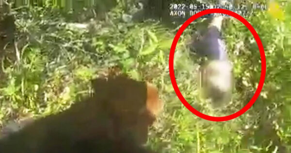 Good Boy K-9 Finds Missing Woman With Dementia