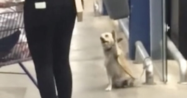 Good Dog Waves Goodbye To Everyone Leaving The Supermarket