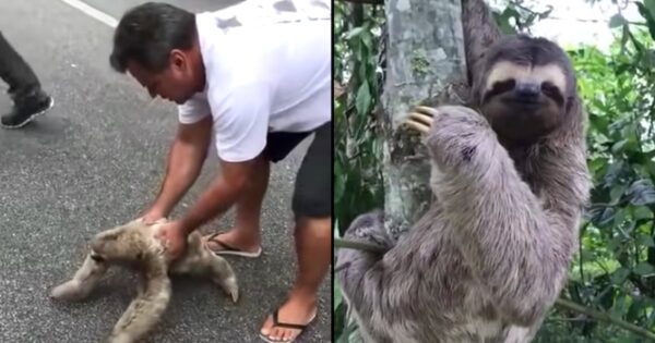 Good Samaritan Helps Sloth Cross The Road, Receives A Slow Thanks