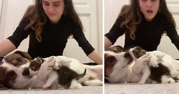 Grieving Dog Takes To The New Kitten Right Away To Fill The Void In His Life