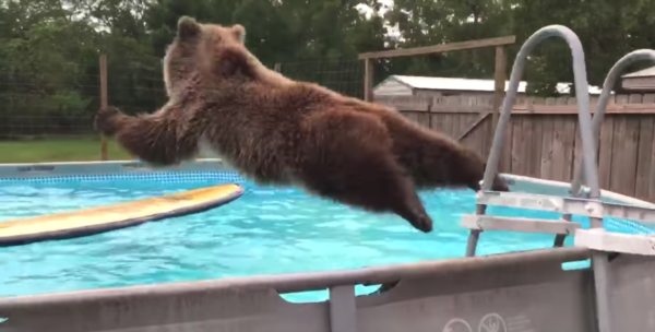 Grizzly Bear Jumps In Man’s Pool, Turns Around And Flashes A Smile