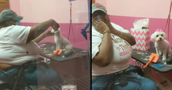 Groomer Who Recently Lost Her Dog Is Unaware Her Current Client Is Her New Pet