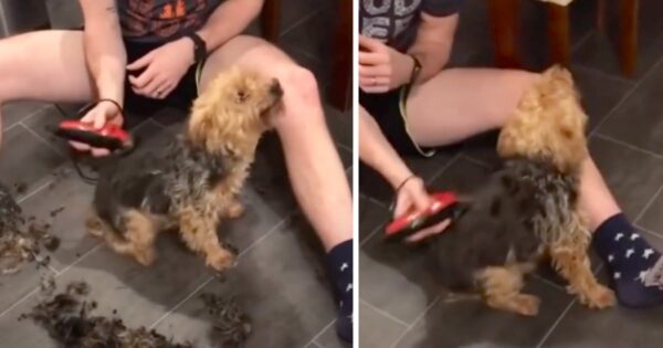 Grooming Session Hits The Spot For Little ‘Dancing’ Dog