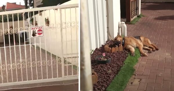 Guard Dog Caught Sleeping On The Job Wakes Up When Busted