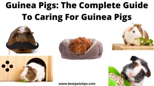 Guinea Pigs: The Complete Guide To Caring For Guinea Pigs