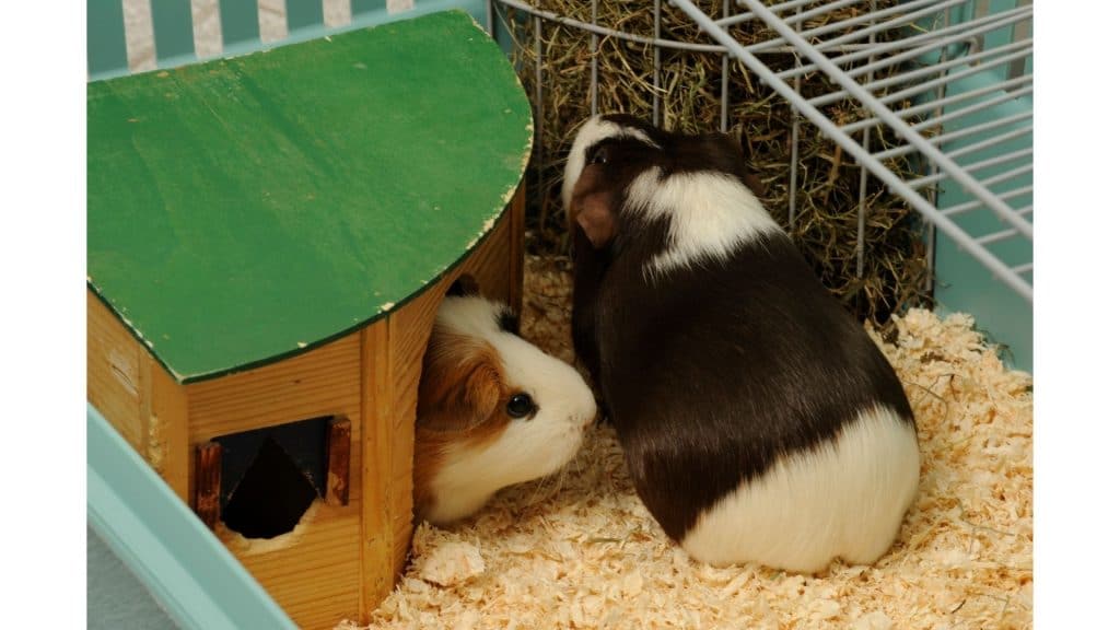 Guinea pigs in cage