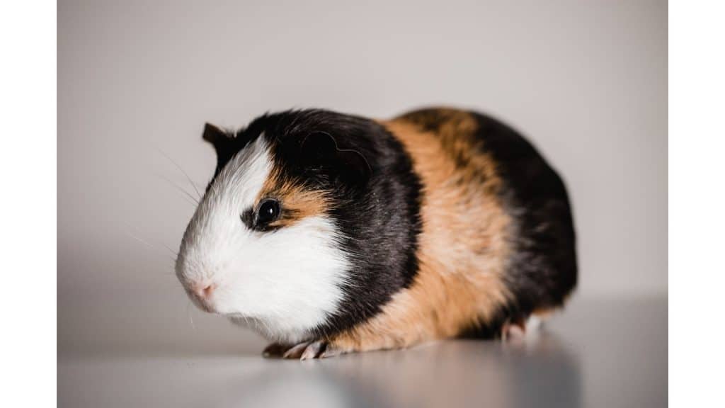 American Guinea pig