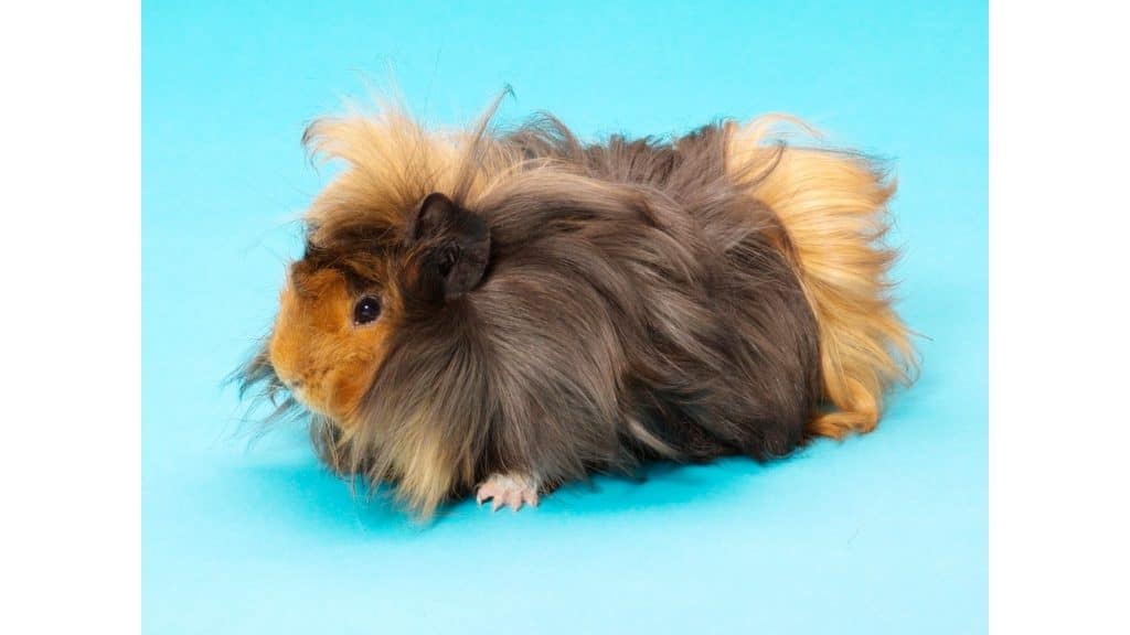 Sheba guinea pig