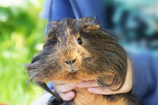 Guinea pig in child's hands, close up. Free Photo