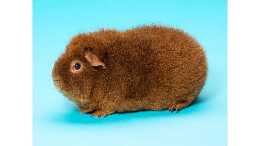 Rex Guinea Pig