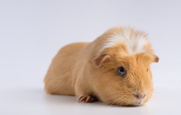 Closeup shot of guinea pig isolated on a white surface Free Photo