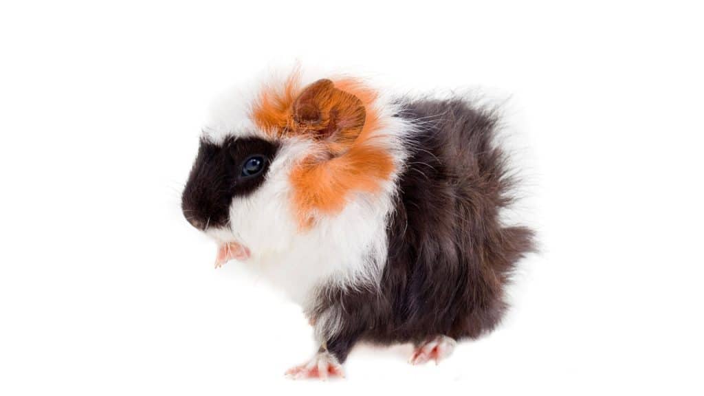 Abyssinian Guinea pigs