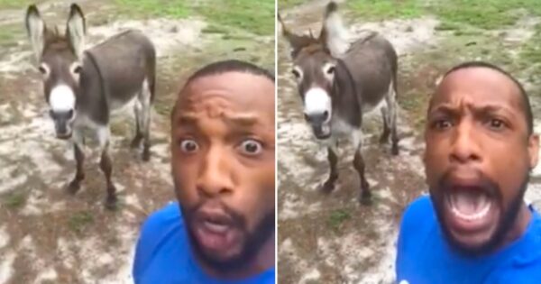 Guy Starts Singing Lion King Theme, Donkey Comes Up From Behind And Joins Him
