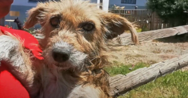 Harvey Was Attacked By Dogs And Needed Care, But His Owners Said He’s Too Old