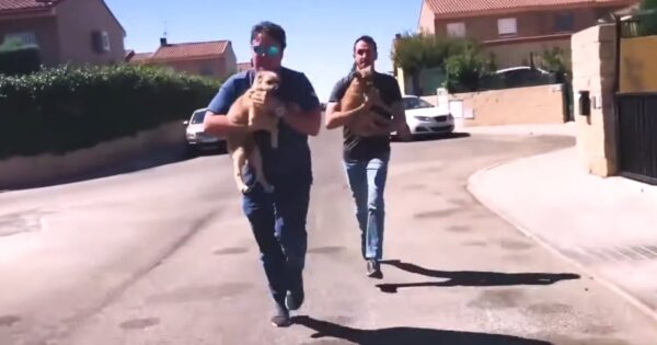 Hearing The Abuse Was Too Much, So Two Men Broke In To Steal The Puppies