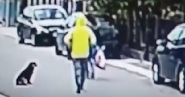 Hero Dog Saves Woman From Being Robbed On The Street