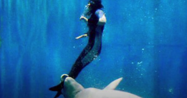 Heroic Animals Who Have Saved Human Lives On Camera