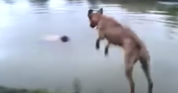 Heroic Dog Goes In For A Rescue He Thinks He Needs To Make