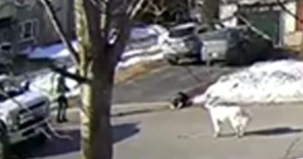 Heroic Dog Stops Traffic To Get Someone To Save Her Owner