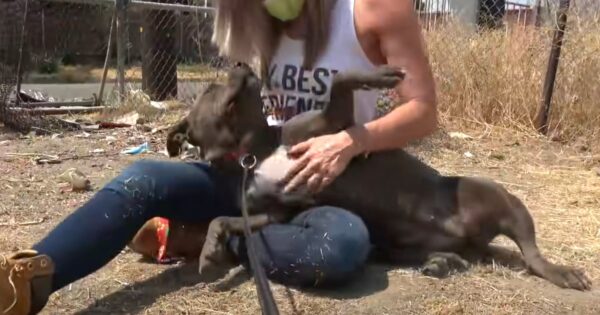 Hesitant And Shy Abandoned Dog Melts Into The Lap Of Her Rescuer