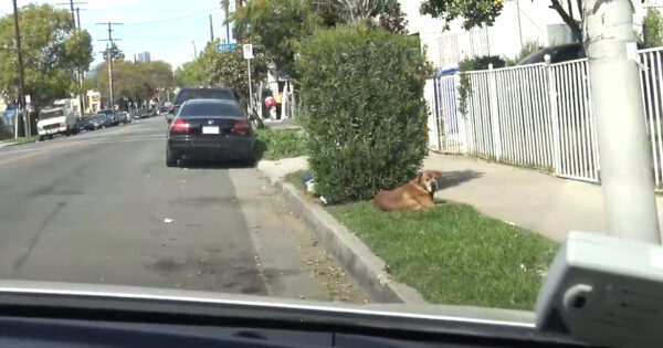 His Family Moved Away And Left The Old Dog Behind To Fend For Himself