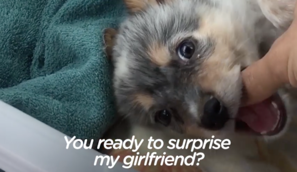 His Girlfriend Just Lost Her Dog, So He’s About To Surprise Her With The Cutest Puppy
