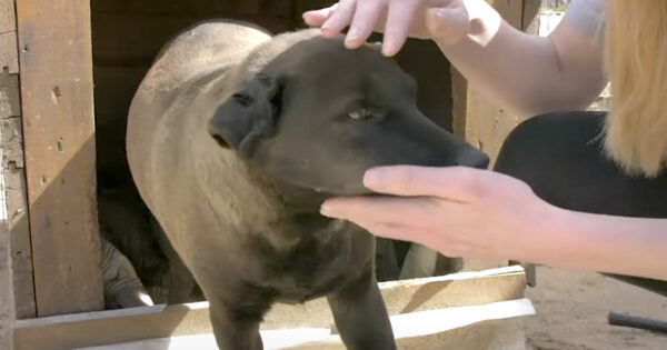 Hit & Run Left Dog Low On Luck But Not From A Lack Of Love