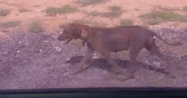Homeless Dog Chases After Woman’s Car, But She Can’t Take Her In