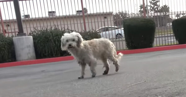Homeless Dog Stayed Near A School For 4 Months Where People Would Feed Her