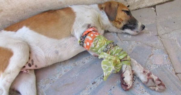 Homeless Puppy Found Lying On The Street With One Leg Wrapped Up