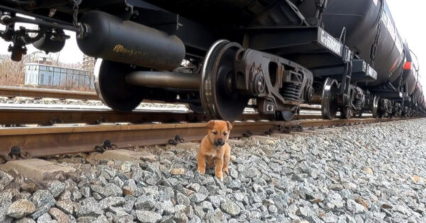 Homeless Puppy Lived The Dangerous Life Of Hunting For Food Along The Railway