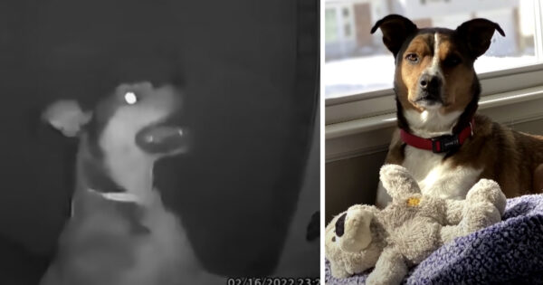 Homesick Dog Escapes Daycare And Makes It Home To Ring The Doorbell